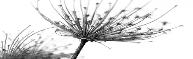Pustenblume