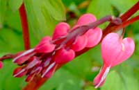 Blume