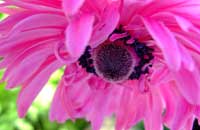 Blume