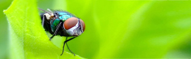 Fliege